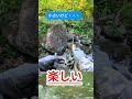【渓流釣り】楽しい！ #釣り