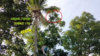 SUPER TINGGI ❗ Satu sarang tembus 1 kg mbolang semut rangrang//kroto@wah wah fishing