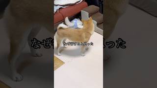 まるで成長していない成長記録 #shorts