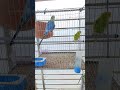 পাখির ভিডিও🐦🐦 #bird #shortvideo #shortsfeed #shorts #পাখি #পাখিরভিডিও #বাজরিগার #foryou
