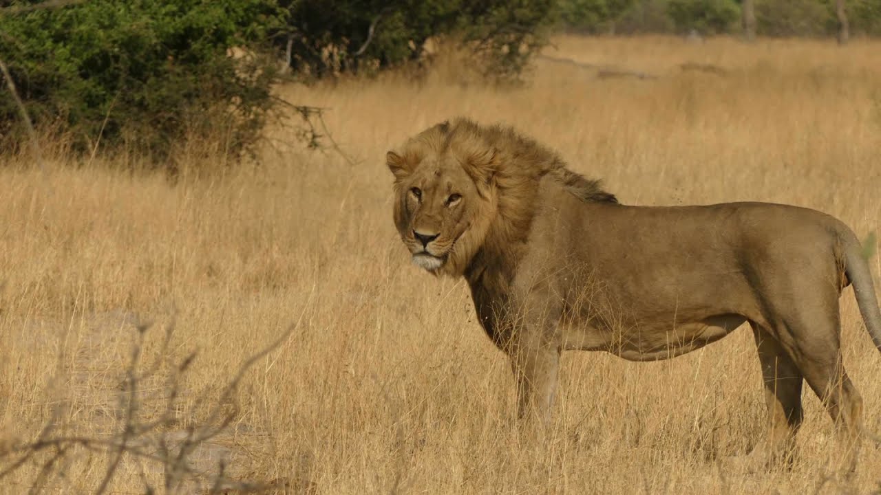 Mababe & Savuti - Botswana