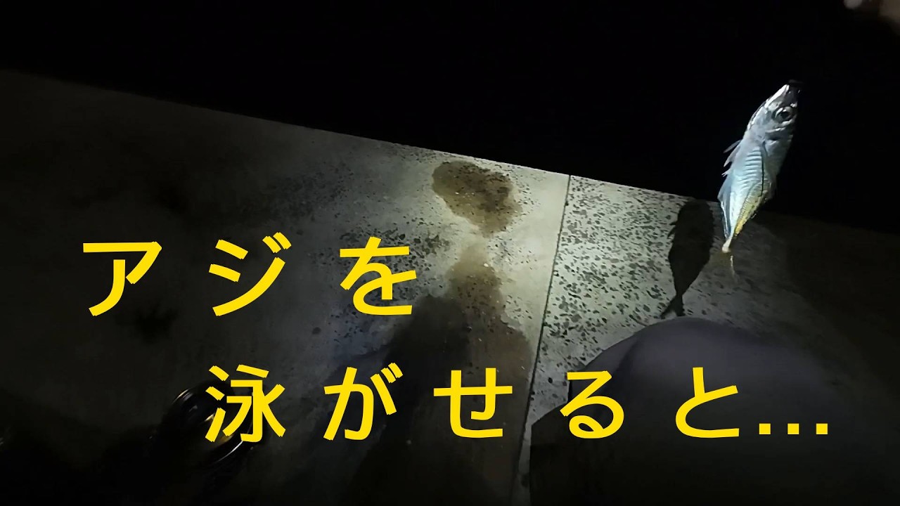壱岐の島の夜の堤防で生きアジを泳がせると…