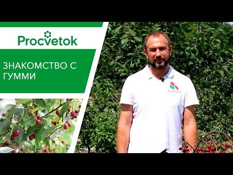 Video: Njega grmlja Elaeagnus - savjeti o uzgoju ruske masline Elaeagnus