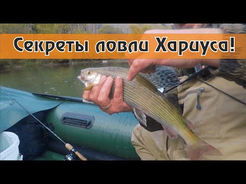 Ловля хариуса в январе: секреты рыболова