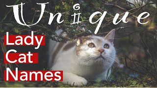 Unique Cat Names For Females ❤‍⬛