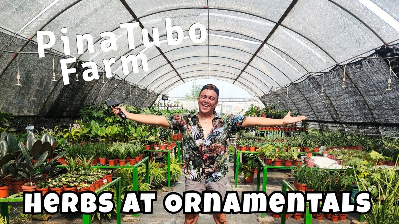 WHERE TO BUY HERBS & ORNAMENTAL PLANTS? VISITING POPULAR GARDEN IN PAMPANGA YouTube
