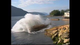 Legacy Killing a Temperate Rainforest