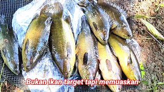 Anjirrrr...!!! Mancing disini ukuran ikannya bikin takjub