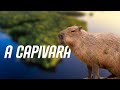 A Capivara!