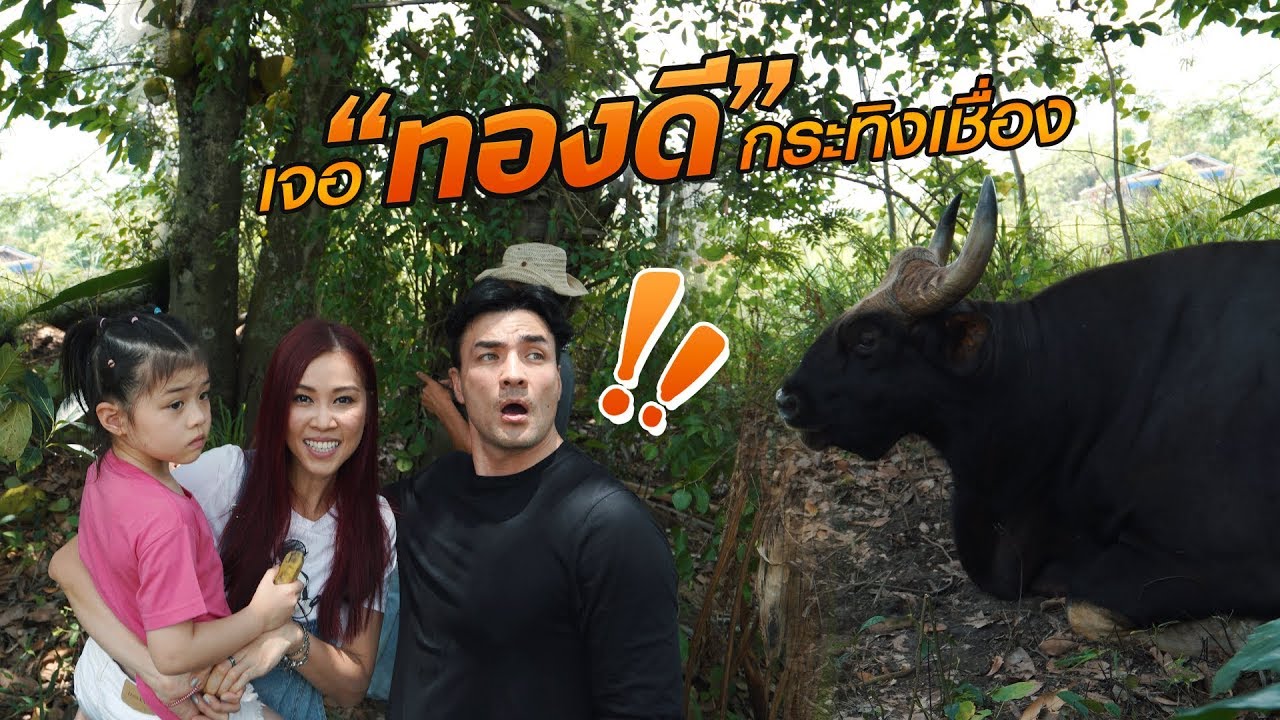 ตั๊กพาบีลีฟกับเอลซี่ไปดูกระทิงตัวเป็นที่เขาแผงม้า