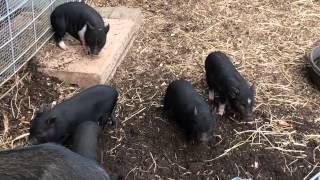 Mini pigs for sale