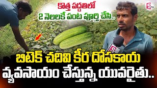 Cucumber Cultivation Tips And Investment Guide | Keera Dosakaya Farming | Telugu Farming Tips