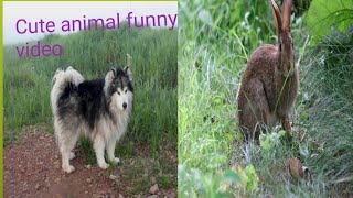 Cute Baby Animals  Videos Compilation ,Funny and Cute moment of the Animals.
