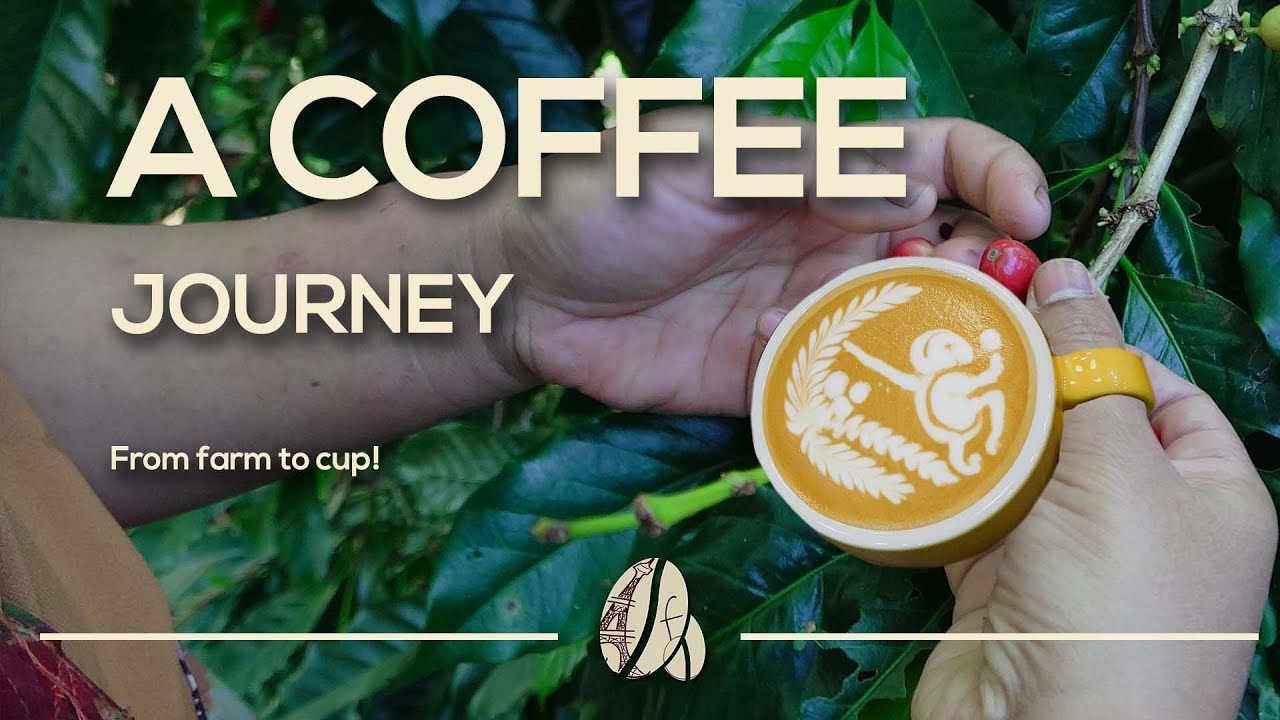 [FCP] Coffee Journey From farm to cup YouTube