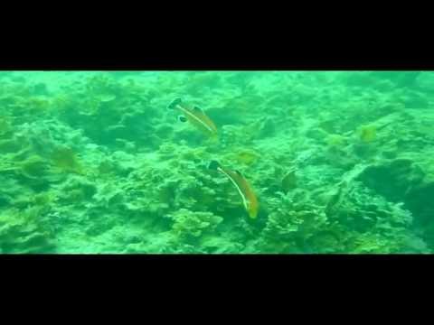 志賀島ダイビング 2匹のコブダイ幼魚 Youtube
