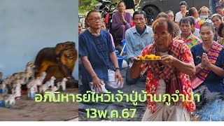 บ้านภูจำปา​ พิธีไหว้เจ้าปู่ประจำปี2567สืบทอดมาตั้งแต่ปู่ย่าตายายเพื่อขอพรได้อยู่ดีมีสุขเป็นสิริมงคล