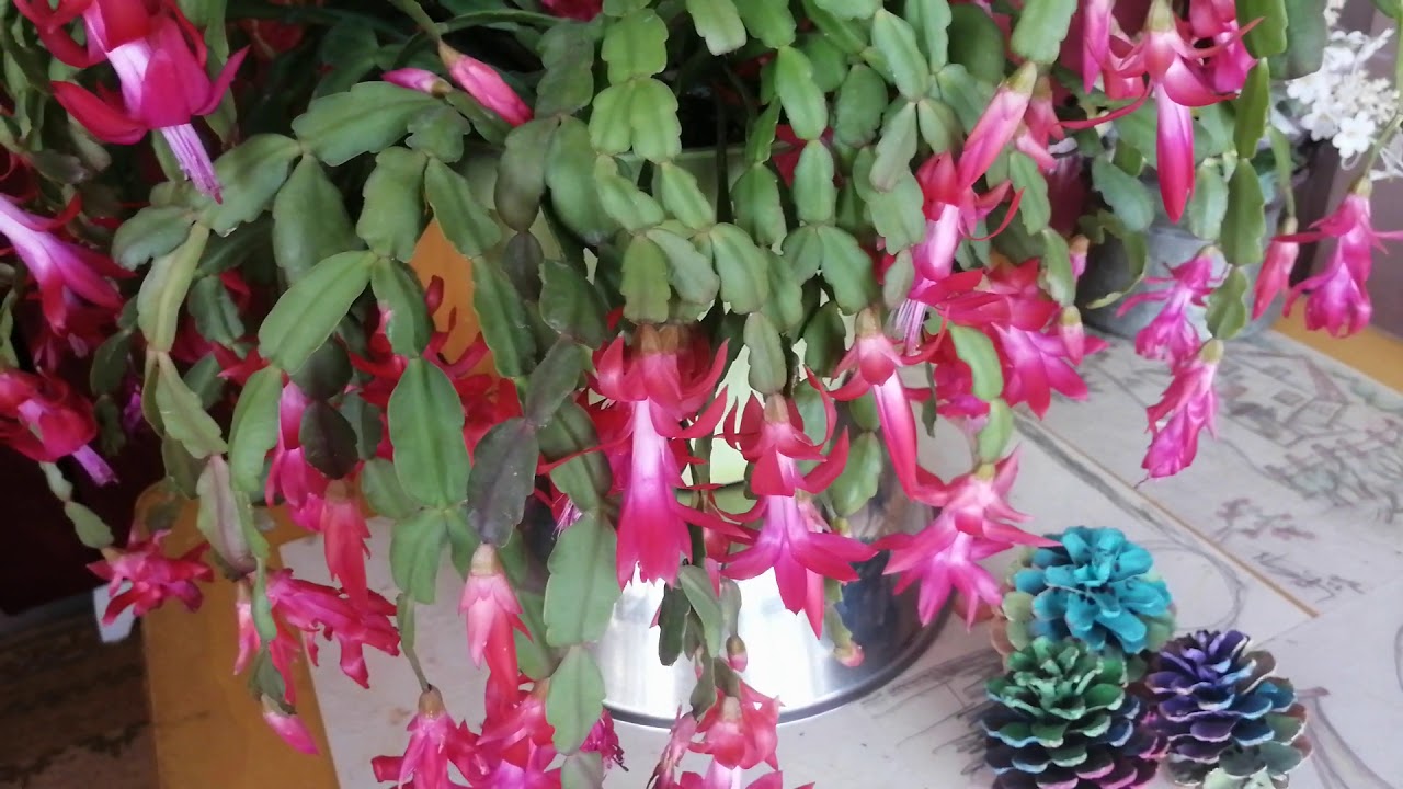 Yılbaşı Çiçeği Bakım-vde Çiçek Bakımı-Yılbaşı Çiçeği Bakımı-Evde Çiçek