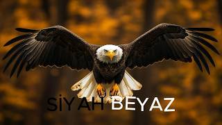 Bu Şehir Bizim | Siyah Beyaz Beşiktaş Marşı | Yeni Sezona Hazırız #beşiktaş #çarşı #karakartal screenshot 5