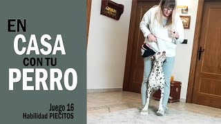 👍 En CASA con tu PERRO 🐕🏠 [JUGAR con tu PERRO en CASA Juego 15 Gym 2 ] - Cuarentena by Funny Dogs Training - Maria José García 109 views 4 years ago 6 minutes, 15 seconds