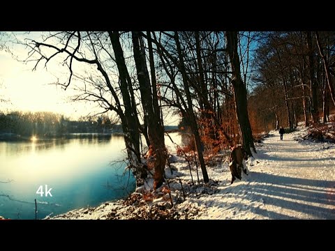 Beautiful Snow-Covered Sunny