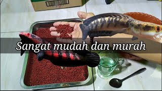 CARA MEMBUAT PELET IKAN CHANNA KELAS PREMIUM || pelet jahat