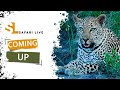 SafariLIVE Sunrise Safari- Repeat - 06 May 2024