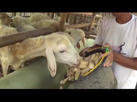 Ternak Kambing Ternak Sapi Tanpa Ngarit Contoh Membuat Pakan