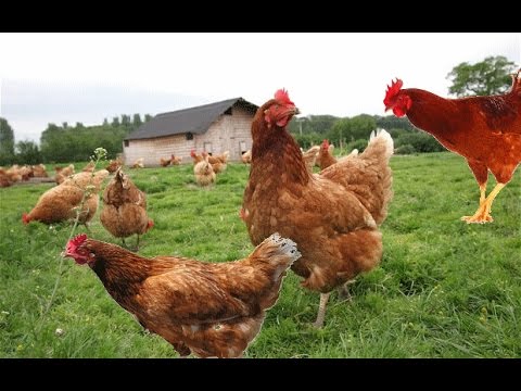 chicken sound effect - YouTube