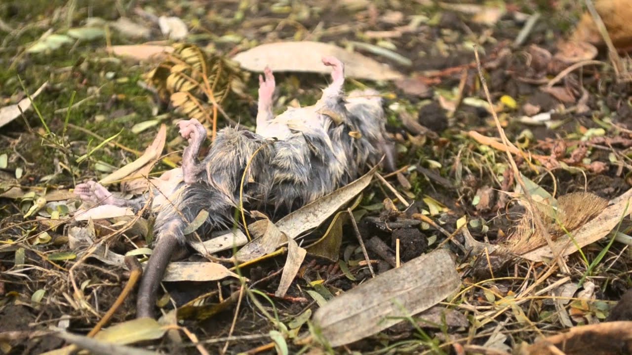 Burying A Pet In The Backyard - YouTube