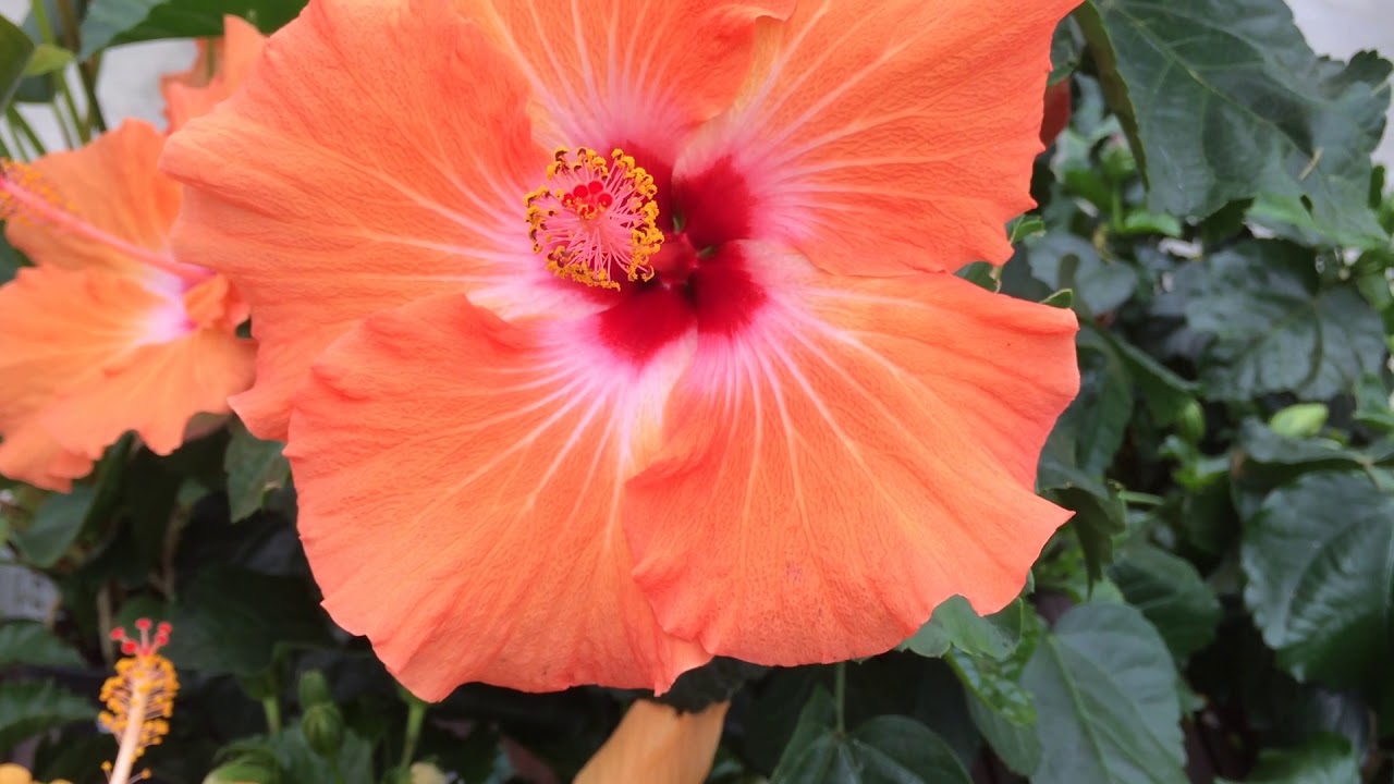 Longfellow's Greenhouses Manchester, Maine YouTube