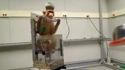 Monkeys Move Wheelchairs Using Just Their Thoughts
