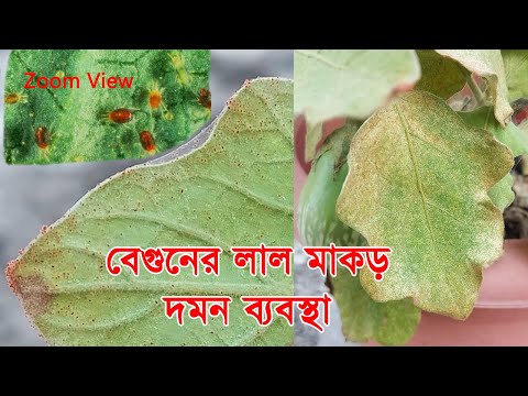 বেগুনের লাল মাকড় দমন || Control of Brinjal Red Mite