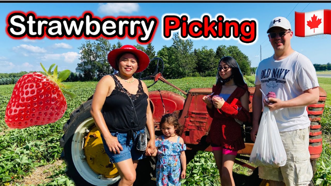 How the way we Pick our own FRESH STRAWBERRIES in Ontario Canada | FUN in the Field with the