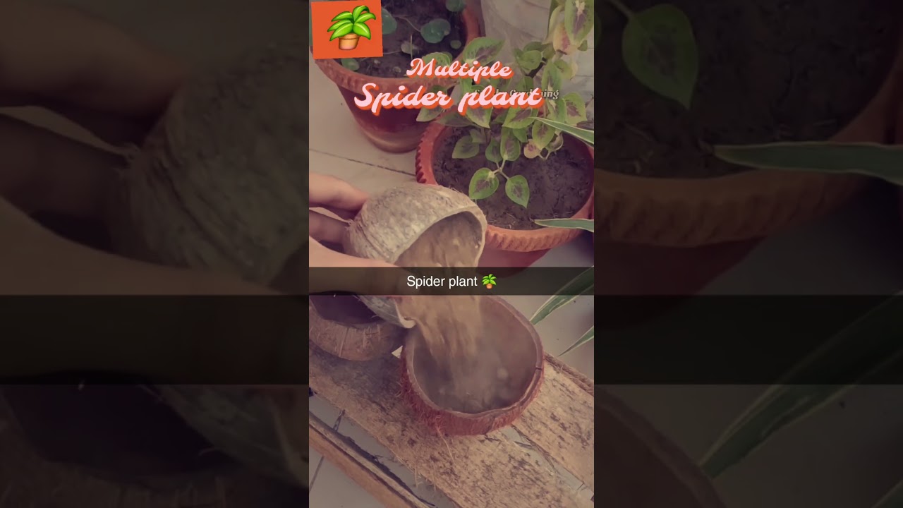 #spiderplant