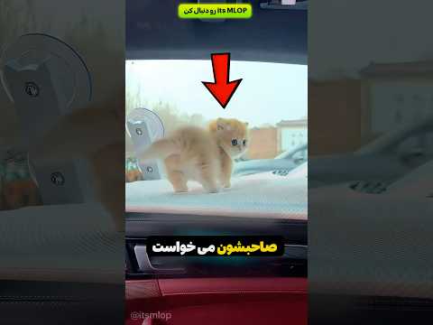 این بچه ها داشتن برای سفر آماده میشدن که
