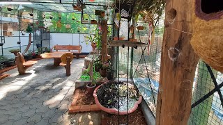 We Build a New Aviary and A Water Fountain in Garden | Beautiful Open Garden Birds Aviary in Home