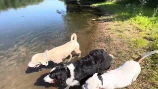 Jake, Brady, Bernie, Groot