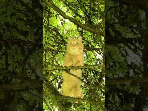 #catlover #cat #коты #funnycats #orangecats #جميلة #beautiful #貓 #חתולים #cute #fyp #고양이 #귀여운