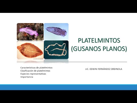 Vídeo: Diferencia Entre Cnidario Y Platelmintos