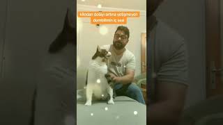 Dombilim
