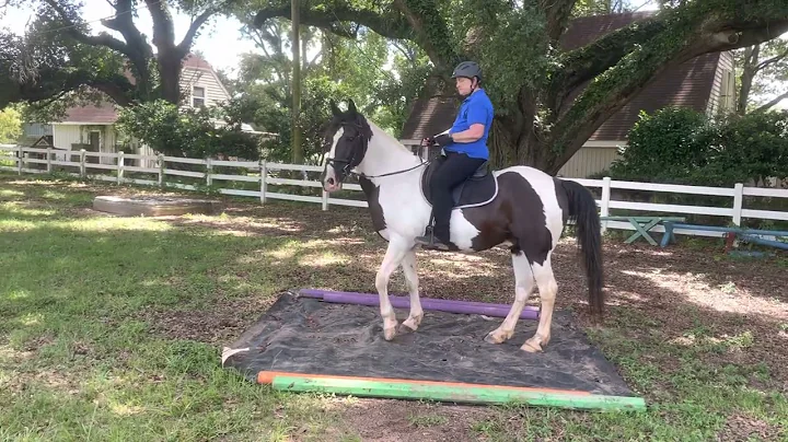 Taylor Made Regal ridden by Diana McClintock open ...