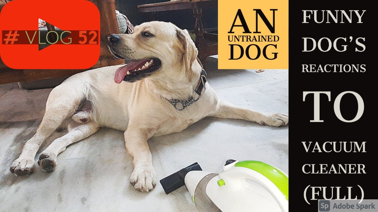 Dogs Vs Vacuum 😂🐶 Funny Dog's Reactions to Vacuum Funny dog vs