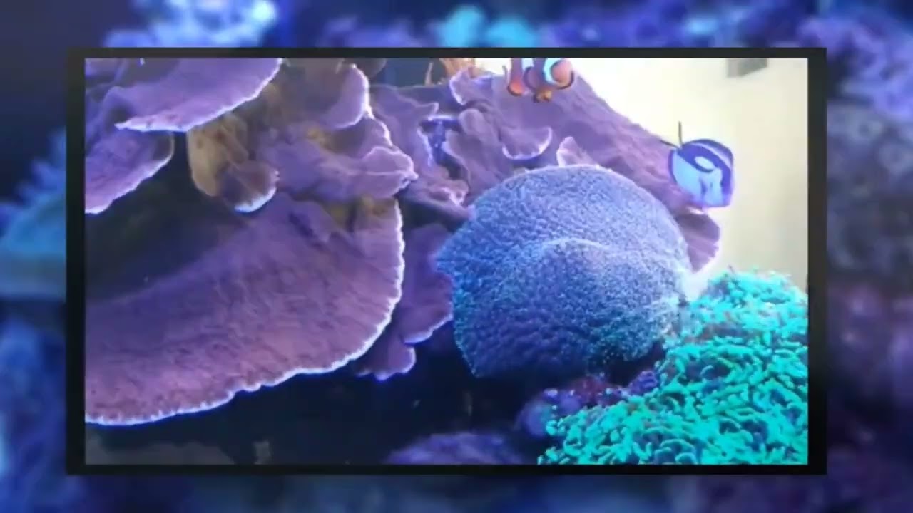 Fish By Design Custom Saltwater Aquariums for Home or Office |  Aquarium Los Angeles Orange County