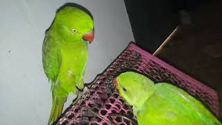 parrot video