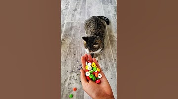 Cat Tommy with Colorful beads 🔴🔵 |Reverse Satisfying Video #satisfying #catshorts
