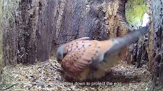 Full Story of Kestrel Couple's First Year 🦅 _ Full Story _ Athena & Apollo _ Robert E Fuller (1080p)