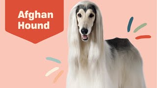 10 Fascinating Facts about the Afghan Hounds You May NOT Know  | Top 10 Facts | Daily Paws