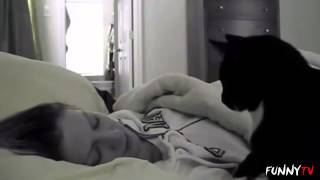С добрым утром! Кот – лучший в мире будильник  Кошки вместо будильника по утрам