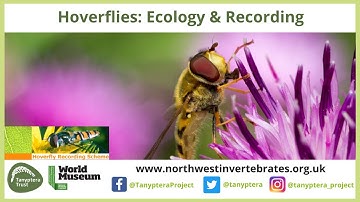 UK Hoverflies (Diptera, Syrphidae): Ecology and Recording