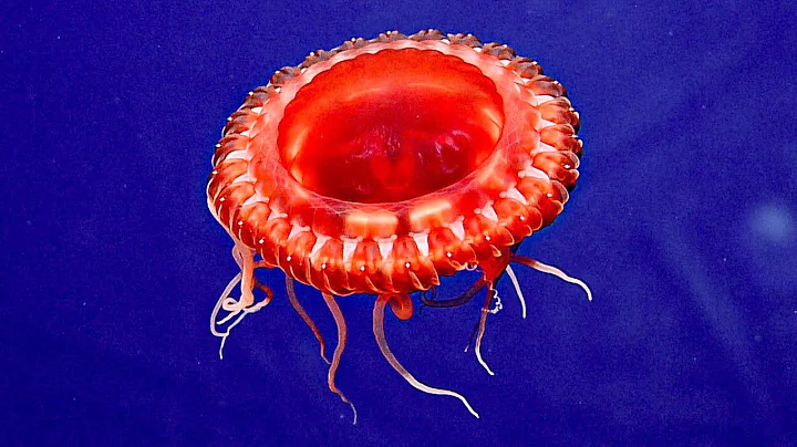 20 New Deep Sea Creature Encounters Caught on Camera in Hawaii 2025 | Mega ROV Countdown № 4